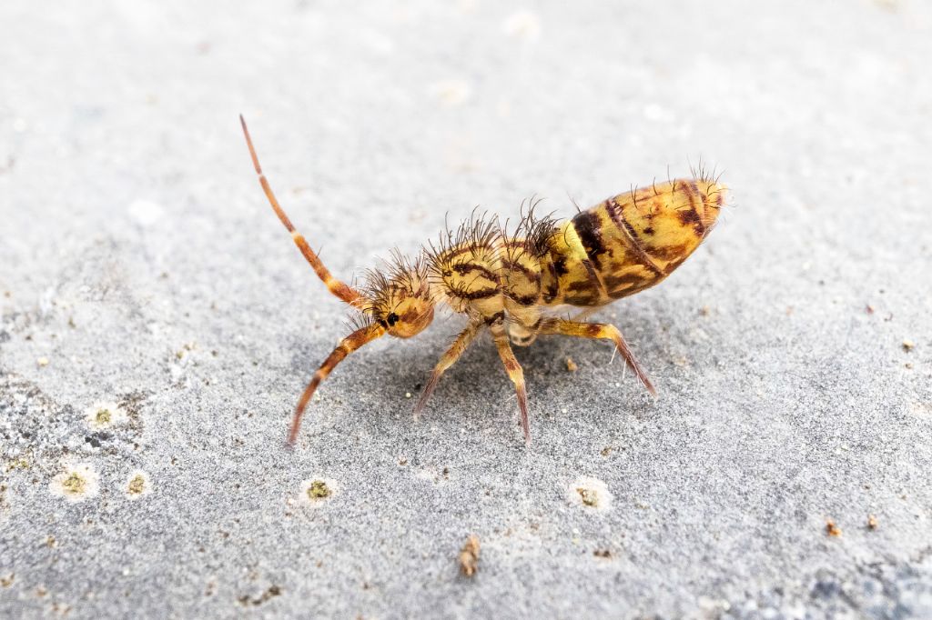 Collembolo da identificare:  Entomobryidae: cfr. Orchesella sp.